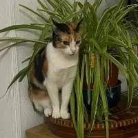 Adopta a Fanta