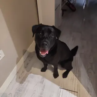 Neli Labrador