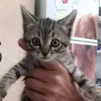Adopta a Pierre