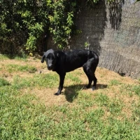 Adopta a Sombra Labrador/Mastín, Tlf 645978718