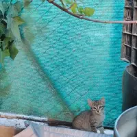Adopta a Stan