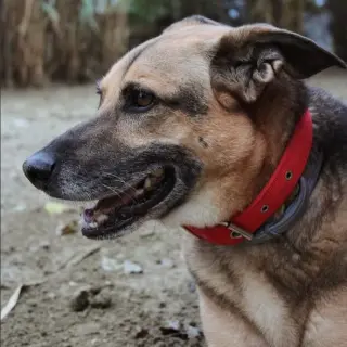 Hugo