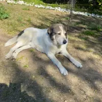 Adopta a Poli