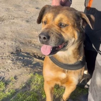 Adopta a Tayson