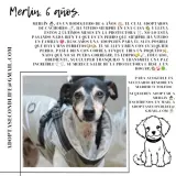 Adopta a Merlin
