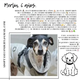 Merlin