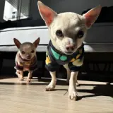 Adopta a Malish Y Cripis