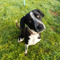 Adopta a Romeo