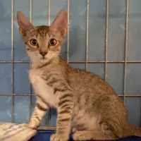Adopta a Peque