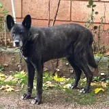 Adopta a Chuli