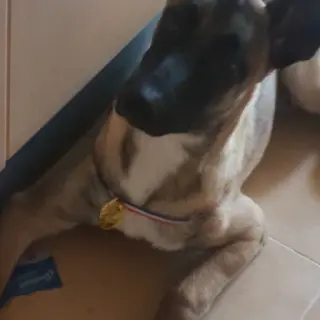 Klaus