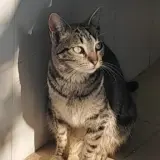 Adopta a Rosca