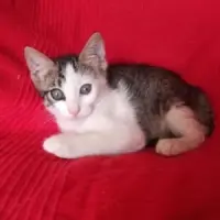Adopta a Noor