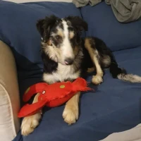 Adopta a Odín