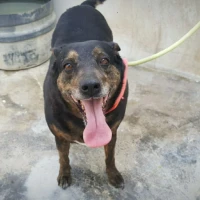 Adopta a Muñeca