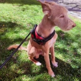 Adopta a Rocky