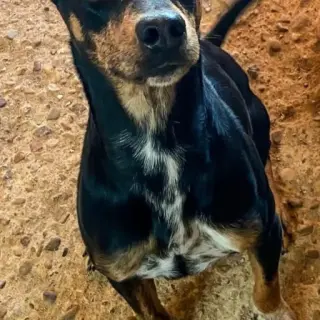 Leo
