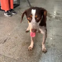 Adopta a Bolo
