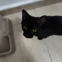 Adopta a Moon