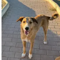 Adopta a Frida