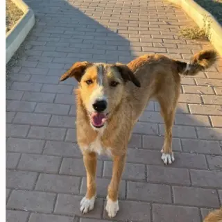 Frida