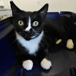 Maya