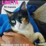 Adopta a Lineta