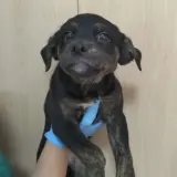 Adopta a Palometa