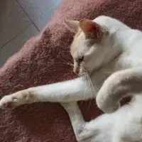 Adopta a Tax