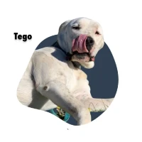 Adopta a Tego
