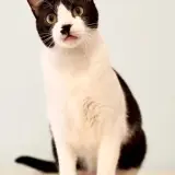 Adopta a Mérida
