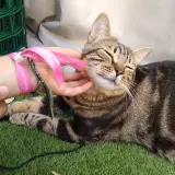 Adopta a Shiva