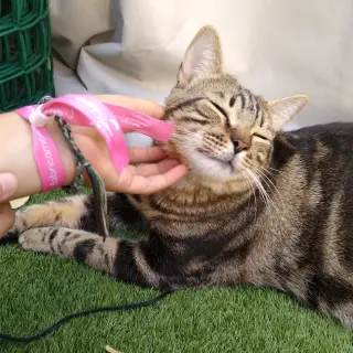 Shiva
