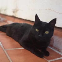 Adopta a Nuit