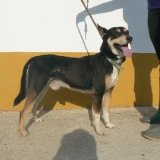 Adopta a Rastreator