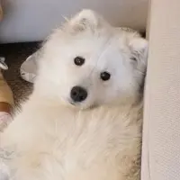 Adopta a Lima