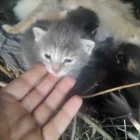 Adopta a Minin