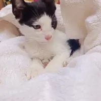 Adopta a Chuletón