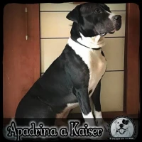 Adopta a Kaiser