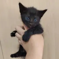 Adopta a Esparadrapo