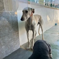 Adopta a Curro-- Galgo Tlf 645978718