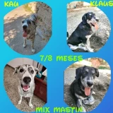 Adopta a Klaus Y Kau