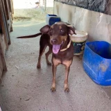 Adopta a Quercus