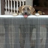 Adopta a Chanel