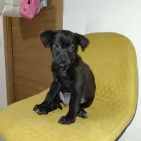 Adopta a Mia