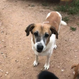 Adopta a Dehesa