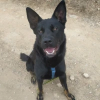 Adopta a Jack