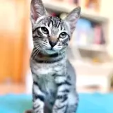 Adopta a Batman