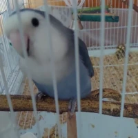 Adopta a Coco Y Blue