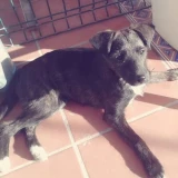 Adopta a Priscila